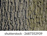Vector illustration of a close-up of rough oak bark texture. Natural pattern, vertical background details.

