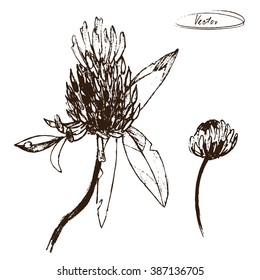 vector illustration of clover