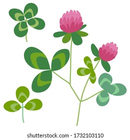 Vector illustration of Clover on white background. Botanical illustration and floral design elements.