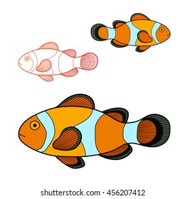Vector illustration of clown fish isolated on white background.