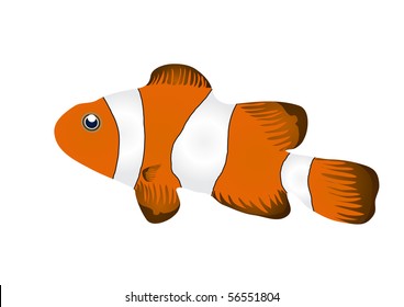 Vector Illustration Of Clownfish Isolated On White Background