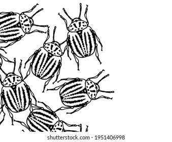 Vector illustration of a cluster of Colorado beetles on a white background for a package design template, with a blank space on the side for text. hand-drawn sketch-style round beetle with black strip