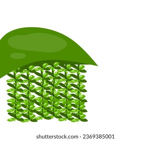 vector illustration of Clustering fishtail palm (Caryota mitis. on a white background