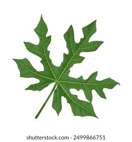 Vector illustration of Cnidoscolus aconitifolius, commonly known as chaya, or tree spinach, isolated on white background.