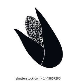 Vector illustration of cob and corn icon. Set of cob and sweetcorn stock symbol for web.