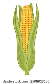 Vector illustration of a cob of ripe corn with green leaves on a white background