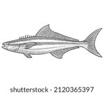 Vector Illustration of Cobia fish with Engraving style