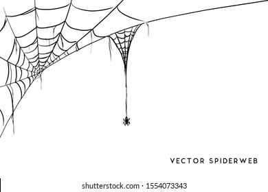 Vector Illustration of a Cobweb on a White Background