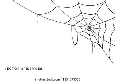 Vector Illustration of a Cobweb on a White Background