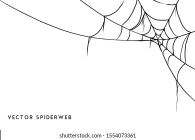 Vector Illustration of a Cobweb on a White Background