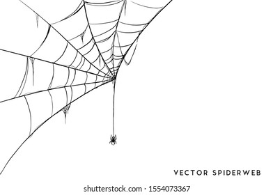 Vector Illustration of a Cobweb on a White Background