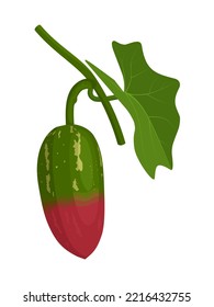 Vector illustration, Coccinia grandis or ivy gourd, isolated on white background
