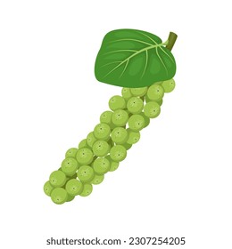 Vector illustration, Coccoloba uvifera, common names of seagrape and baygrape, isolated on white background.