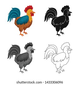 Vector illustration of cock and bird sign. Collection of cock and husbandry stock symbol for web.