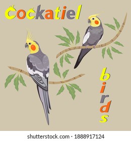 Vector illustration of cockatiel birds sitting on the branches with leaves