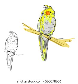 vector illustration of cockatiel parrot 