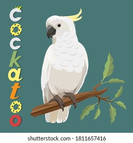 Vector illustration of Cockatoo bird sitting on a tree branch with leaves.