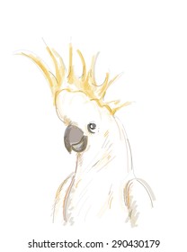 Vector illustration of cockatoo. A parrot with an erectile crest, found in Australia, eastern Indonesia, and neighboring islands. Made in watercolor style.