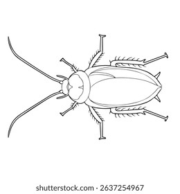 vector illustration of cockroach in outline appearances