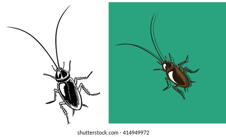 vector illustration of a cockroach in two color options