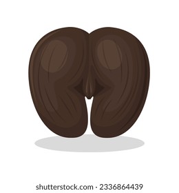 Vector illustration, coco de mer, or sea coconut, shape resembling female body parts, isolated on white background.