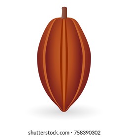 Vector illustration of cocoa bean isolated on white background