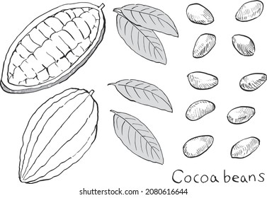 Ilustración vectorial de granos de cacao y hojas en líneas negras y blancas.