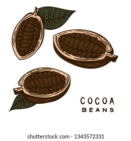 Vector illustration of cocoa beans on the white background. 
