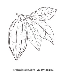 Vector illustration of cocoa leaves and closed bean. Black outline of branch, graphic drawing. For postcard, design and composition, prints, poster, sticker, menu, stamp, banner, textile, encyclopedia