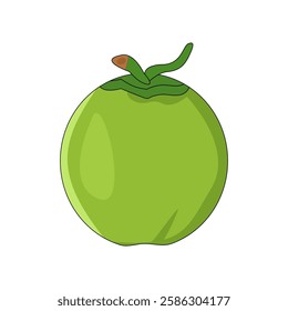 vector illustration of coconut fruit