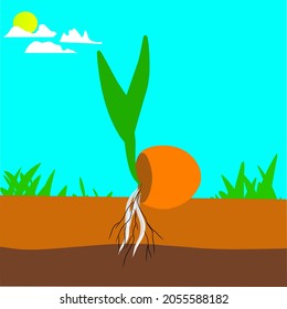 vector illustration of coconut fruit growing above the ground