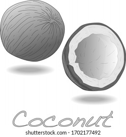 Vector illustration of coconut with half on white background. 
