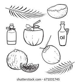 Vector illustration of coconut. Hand drawn coconut painting on white background.