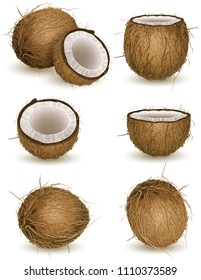 Vector illustration - Coconut isolated on white