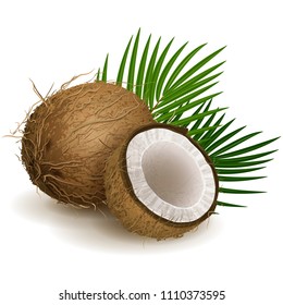 Vector illustration - Coconut isolated on white