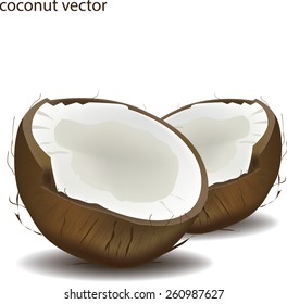 vector illustration of coconut. Isolated on white
