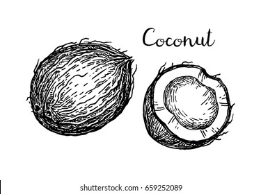 Vector illustration of coconut. Isolated on white background. Vintage style.