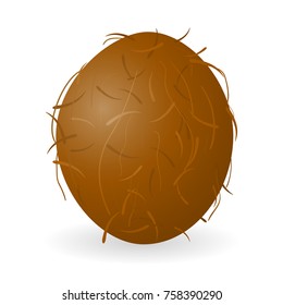 Vector illustration of coconut isolated on white background