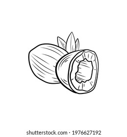 Vector illustration, Coconut with leaves, black and white icon template isolated on white background.
