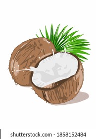 Vector illustration of coconut with milk and pulp. Vector illustration of ripe topical fruit for posters, pictures, books, packaging, postcards. Whole and cut coconut with palm branches.