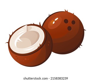 Vector illustration of a coconut. Split coconut, a tropical fruit.