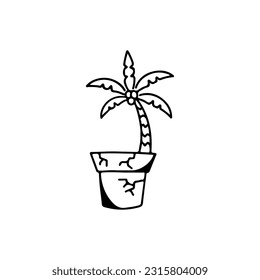 vector illustration of a coconut tree in a pot