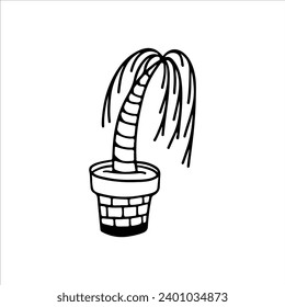 vector illustration of a coconut tree in a pot