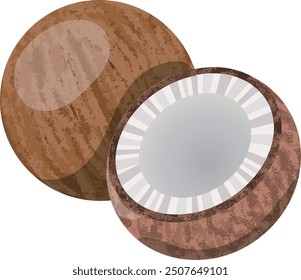 Ilustración vectorial de coco con sección transversal visible