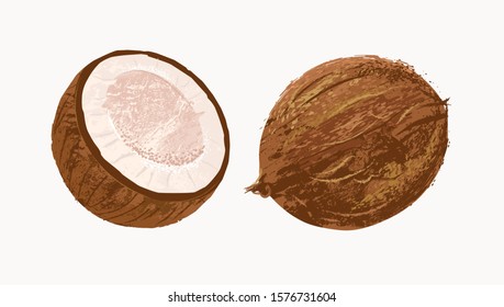 Vector illustration of coconuts isolated on background