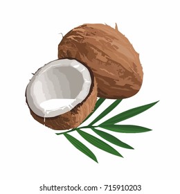 Vector illustration of coconuts with leave