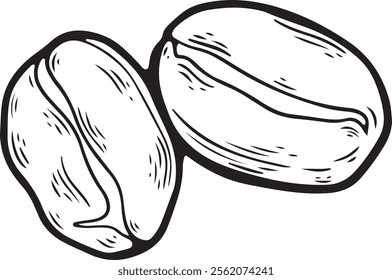 Vector illustration of coffee beans in a minimalist line art style.