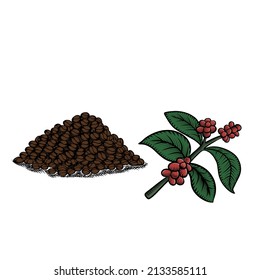 Vector illustration of coffee beans pile and branch isolated on white. Hand drawn, Vintage illustration.