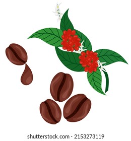 Vector illustration of coffee beans and coffee plant branch. Dried Arabica coffee with flowers and fruit ready for harvest. On a white background. Great for web Logos, and coffee drink packaging.