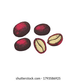 Vector illustration of coffee berries whole and in a cut in an engraved style in color. Red coffee fruits, ripe. Packaging design and cafe menu